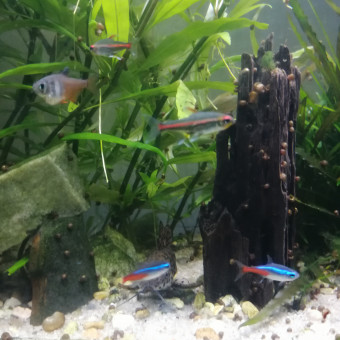 aquariophile paul-277