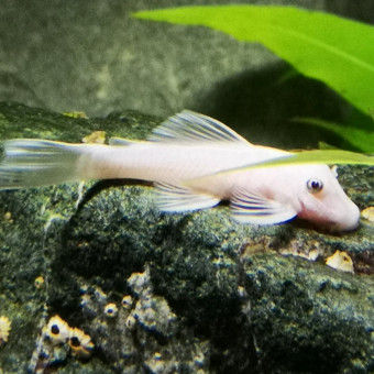 aquariophile Alaina