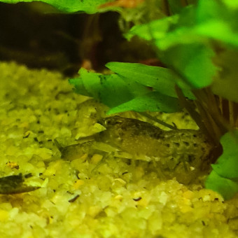 aquariophile Loulouln