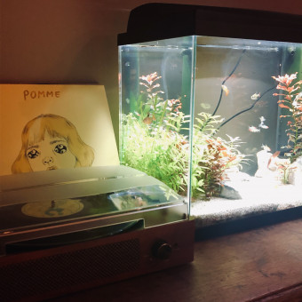 aquariophile Merlouh