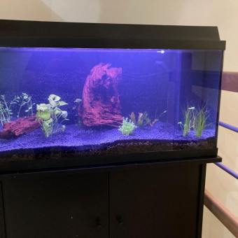 aquariophile JeffetRuben