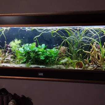 aquariophile Cleonat