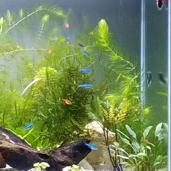 aquariophile Clemmy