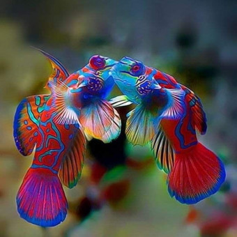 aquariophile Liang13