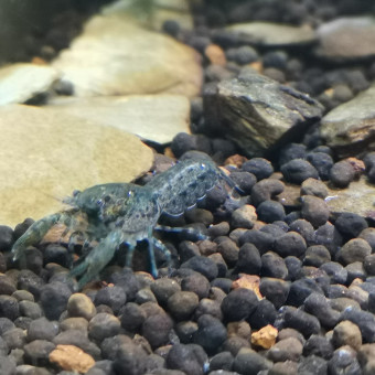 aquariophile Crevette91