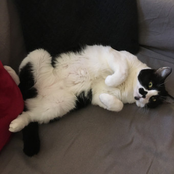 aquariophile Nicodu83