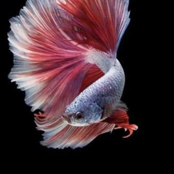 aquariophile Combattant45