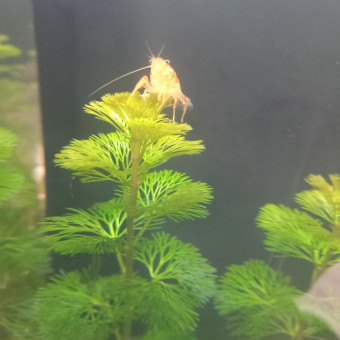 aquariophile Mitashis