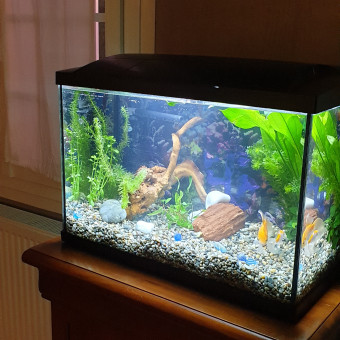 aquariophile Khaleesi974