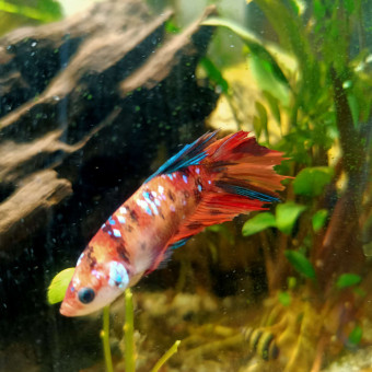 aquariophile Sorakitomu