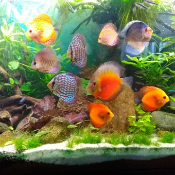 aquariophile Chrisky