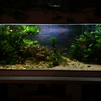 aquariophile alffred