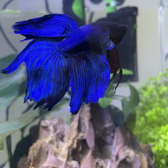 aquariophile Kappa