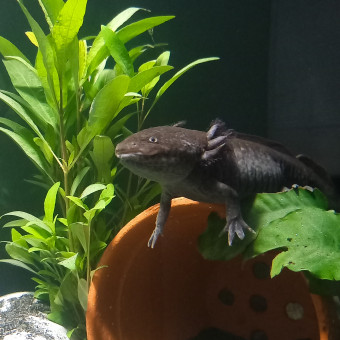 aquariophile Calpain