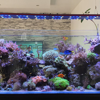 aquariophile Frederic25