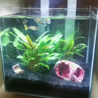 aquariophile Luciole1504