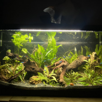 aquariophile orlane-trg