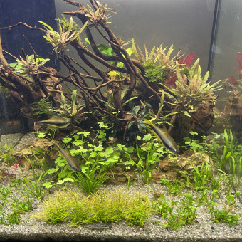 aquariophile Smokie69