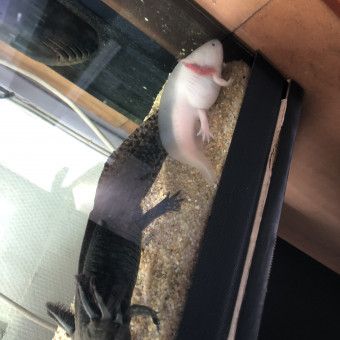 aquariophile Niinniie