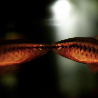 aquariophile madison_andria