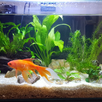 aquariophile jbrey33