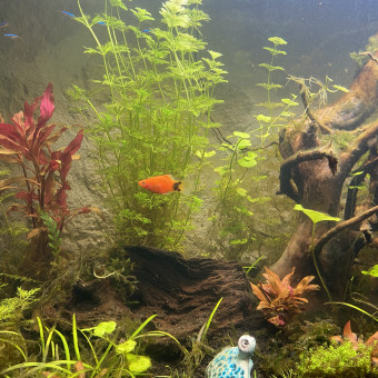 aquariophile Takirou