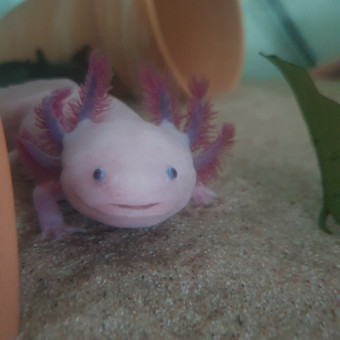 aquariophile Petitrat88