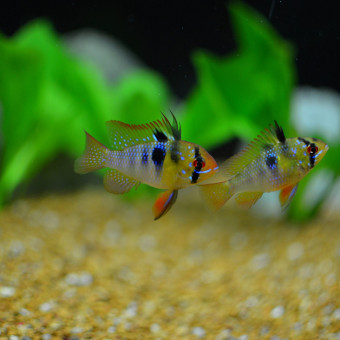aquariophile Cekileplubeau