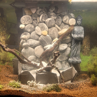 aquariophile Zigou