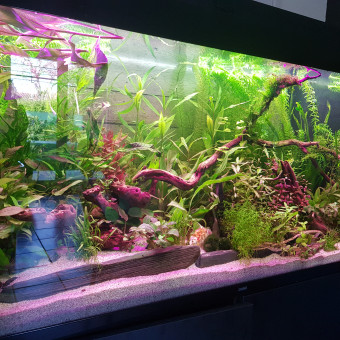 aquariophile Taurb