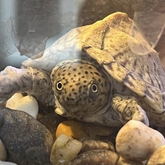 aquariophile clement94