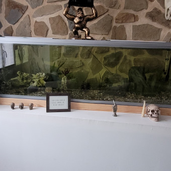aquariophile Phiphtagnoni