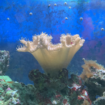 aquariophile Cac.calais