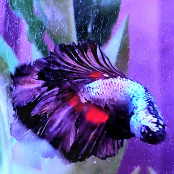 aquariophile Joh-jih