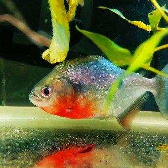 aquariophile emmanuel-autin