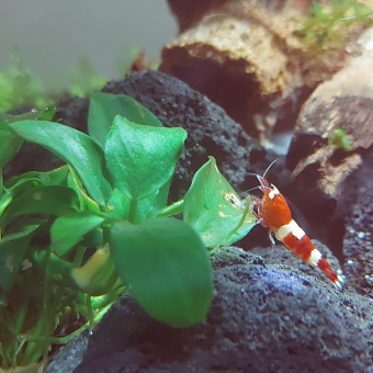 aquariophile twrw