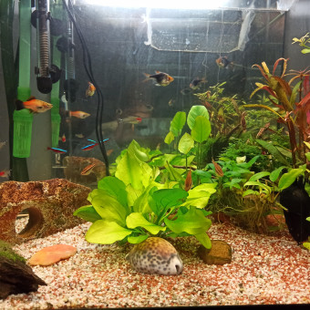 aquariophile primus
