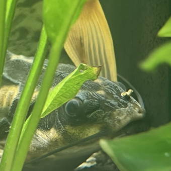 aquariophile Raph68488