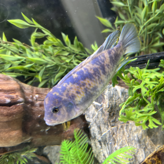 aquariophile Mayel