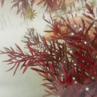 aquariophile Breizh29