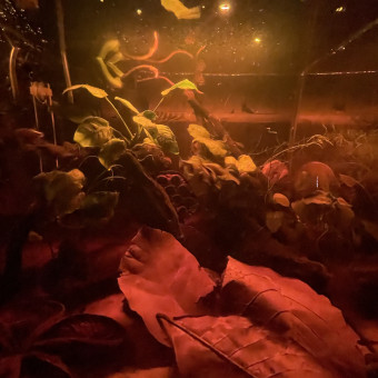 aquariophile Maq6m