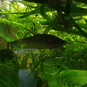 aquariophile AudreyG