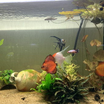 aquariophile T-chan18