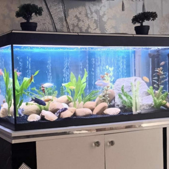 aquariophile Xhuljano