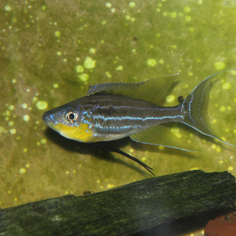 aquariophile Tropheus54