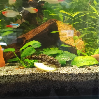 aquariophile CerisePiq
