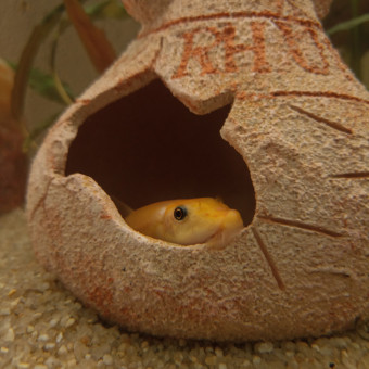 aquariophile Seinto