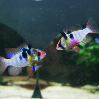 aquariophile LaFee
