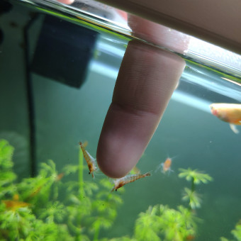 aquariophile Lennaicc