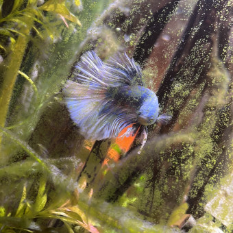 aquariophile Nouchka